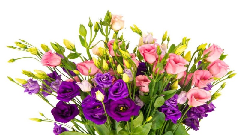 Mejores floristerías en Cádiz 2 floresta-cadiz