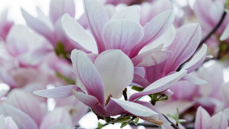 Las 10 flores más bonitas para regalar 5 magnolias