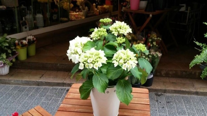 Las mejores floristerías de Palma de Mallorca 5 flores-borneo