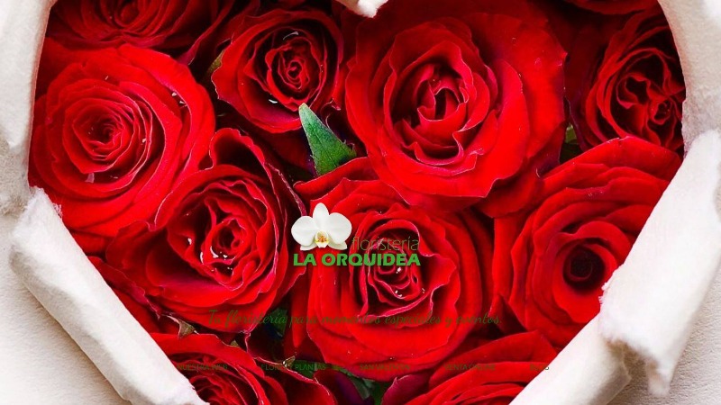 Mejores floristerías en Castellón 2 floristeria-la-orquidea-castellon