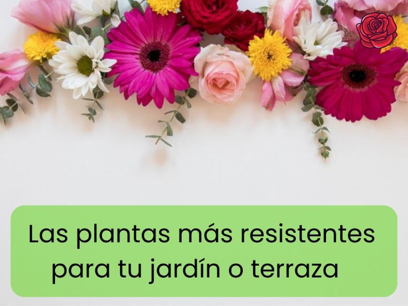plantas-mas-resistentes-para-tu-jardin-o-terraza