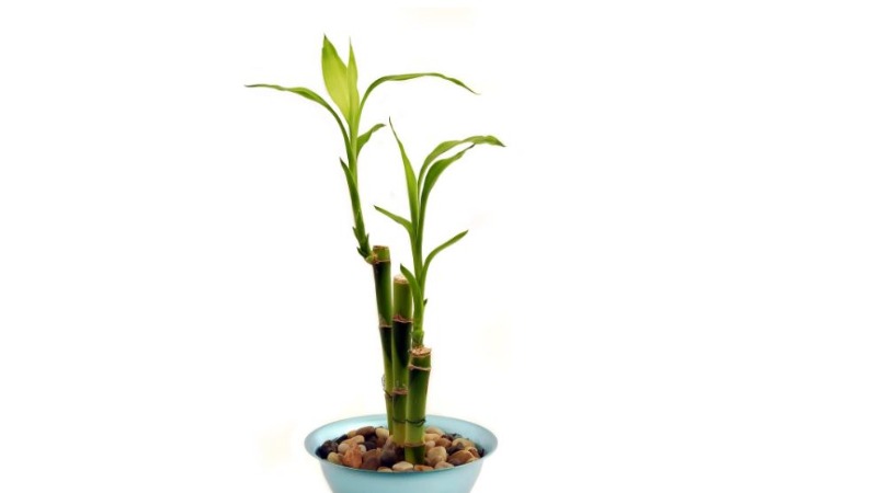 como-cuidar-mi-planta-bambu