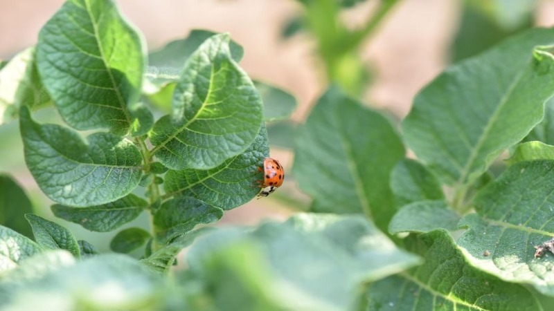 remedios-caseros-para-eliminar-plagas-de-manera-natural
