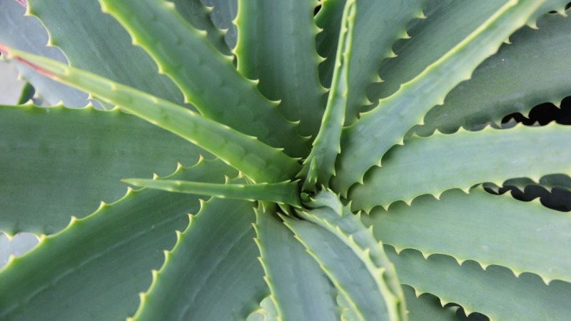 beneficios-de-aloe-vera